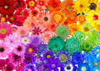 Rainbow Flower Power Y5