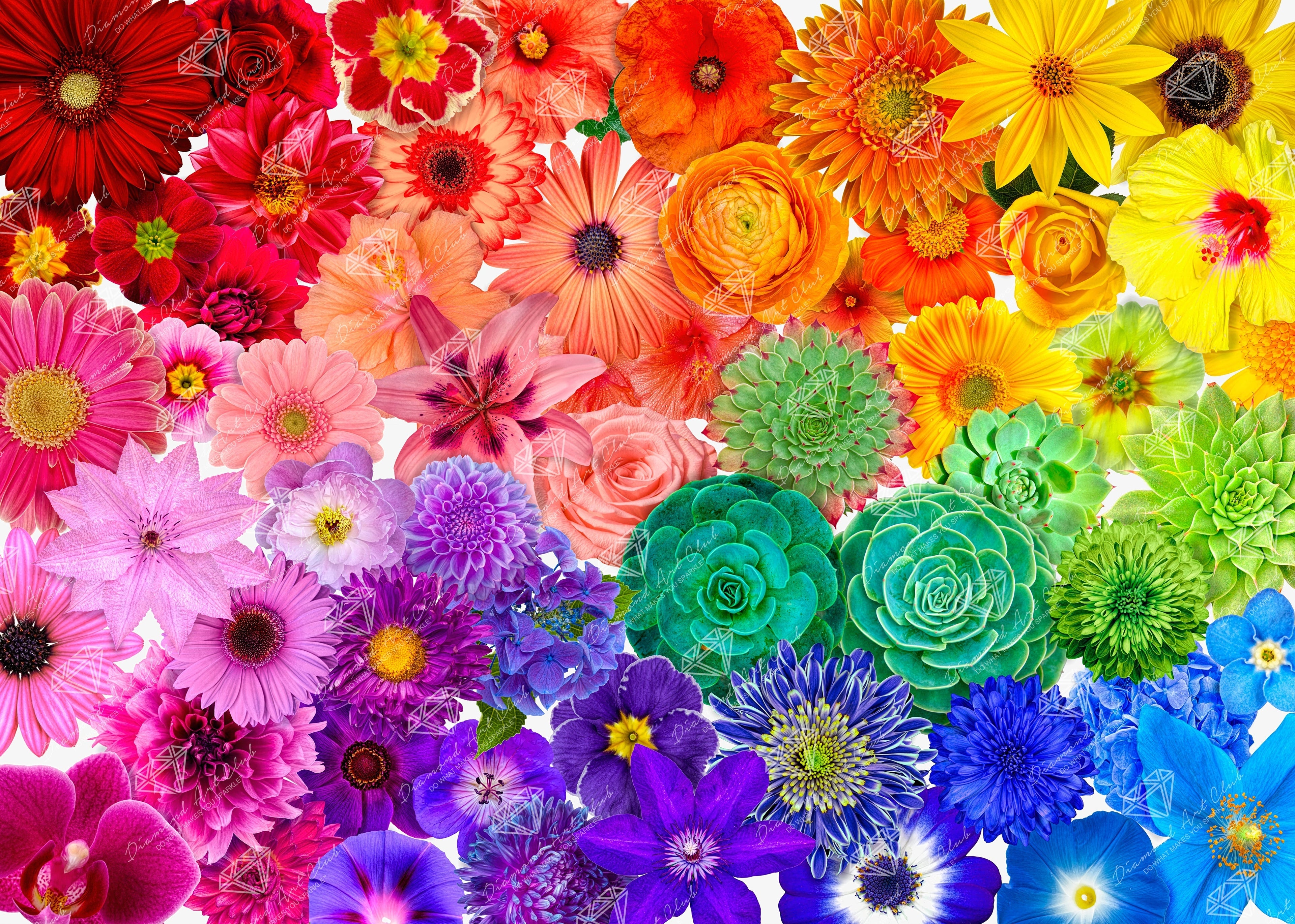 Rainbow Flower Power Y5