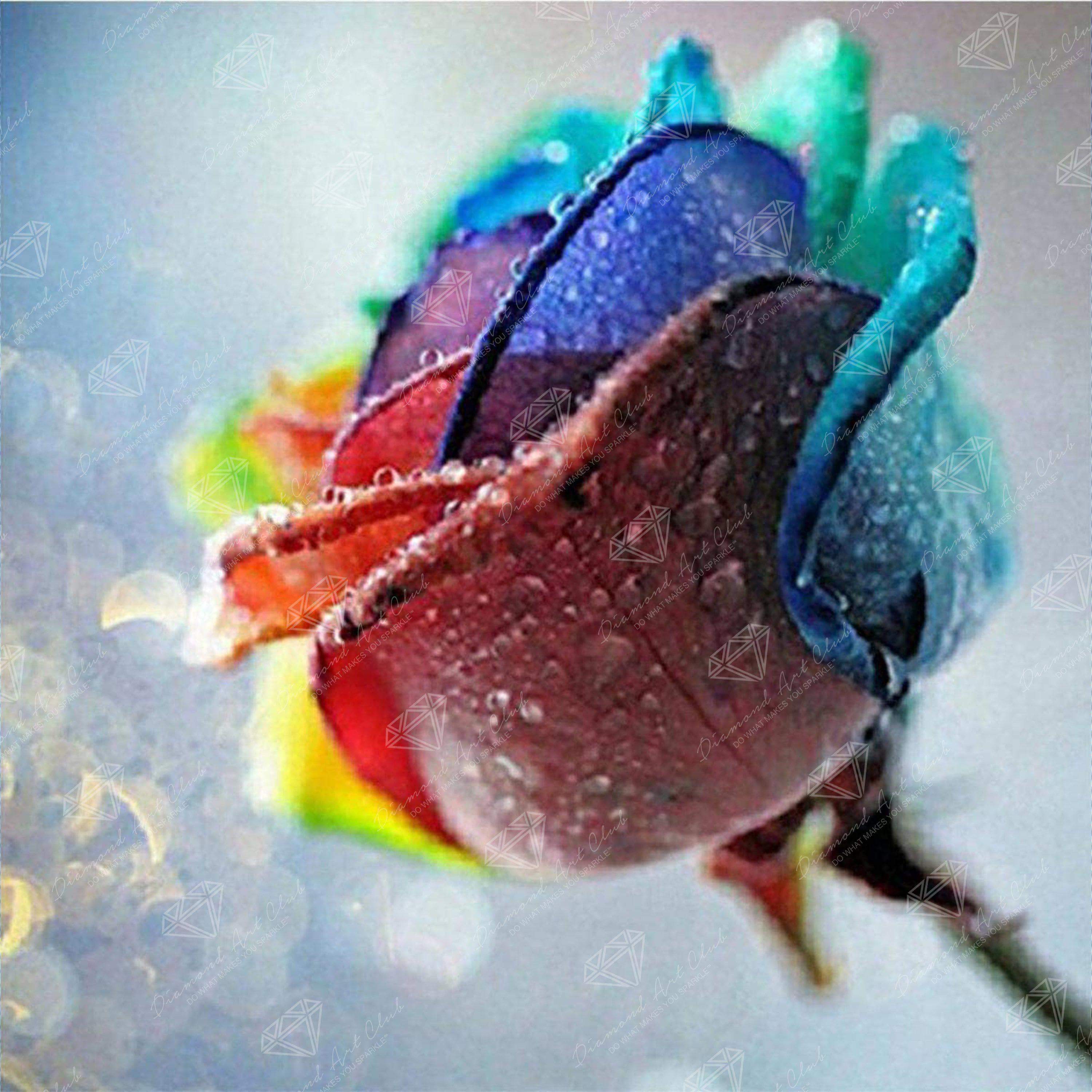 Rainbow Rose Z1