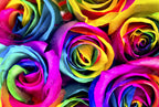 Rainbow Roses J0