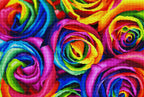Rainbow Roses J0
