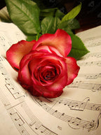 Rose Music Sheet Q6