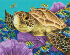 Young Green Sea Turtle G2